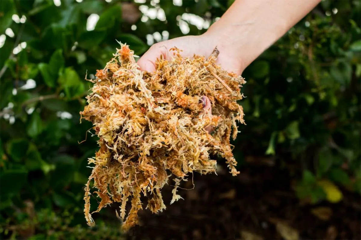 Suomalainen sammal orkideoille: Luonnollinen kosteuden salaisuus Helsingissä