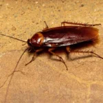 Sano hyvästit torakoille: Keittiön ainesosa, joka karkottaa ne ikuisesti