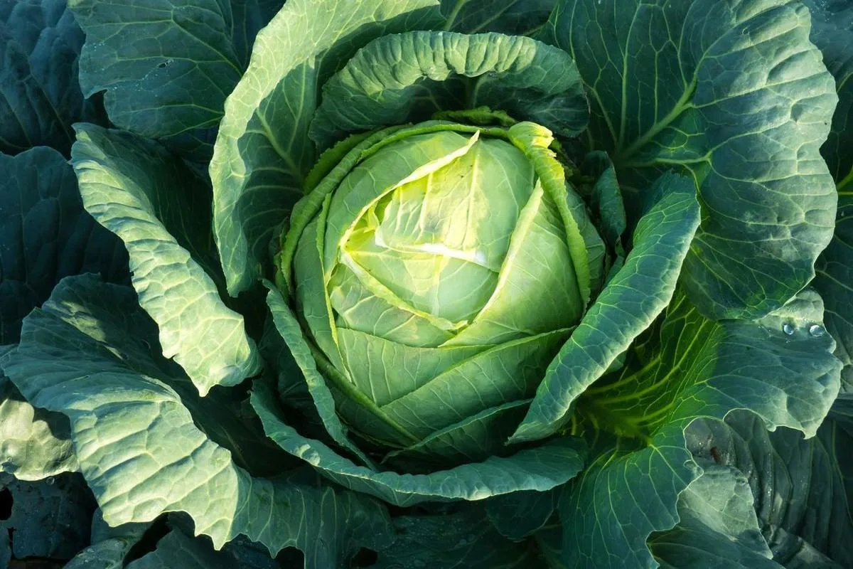 Viisi vihannesta, jotka ovat täynnä hyötyjä ja sisältävät vähän hiilihydraatteja ja sokeria