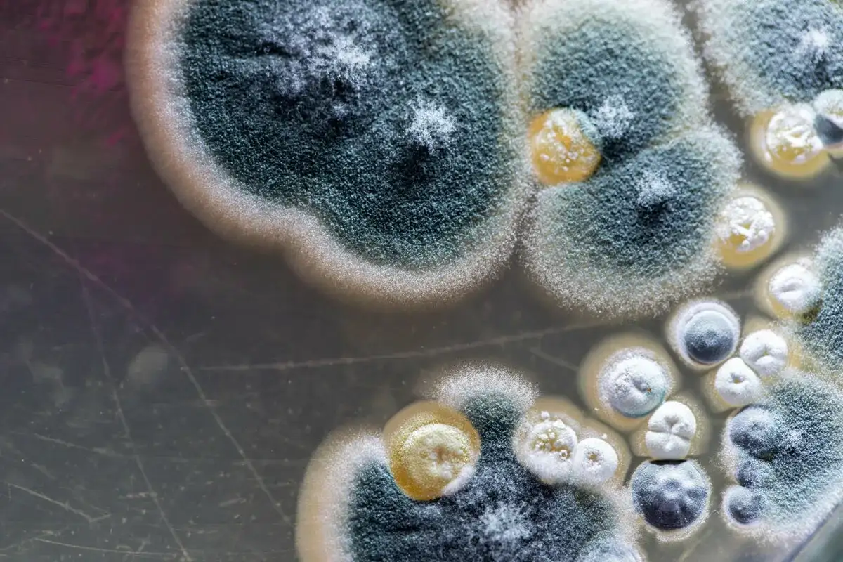 Voiko home vallata planeetan? Totuus näiden sitkeiden sienten voimasta