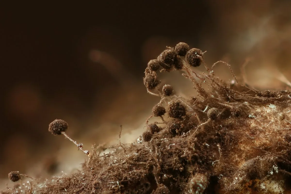 Voiko home vallata planeetan? Totuus näiden sitkeiden sienten voimasta