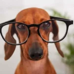 Viiden älykkäimmän koirarodun lista – Border Collie johtaa, Poodle seuraa