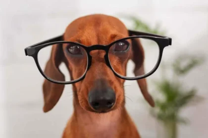 Viiden älykkäimmän koirarodun lista – Border Collie johtaa, Poodle seuraa