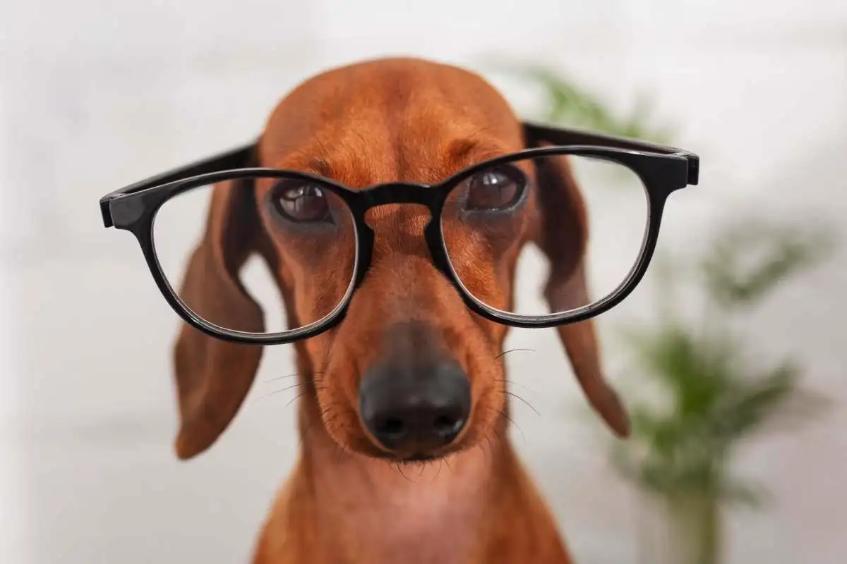 Viiden älykkäimmän koirarodun lista – Border Collie johtaa, Poodle seuraa