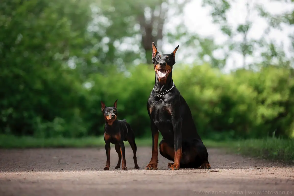 Viiden älykkäimmän koirarodun lista – Border Collie johtaa, Poodle seuraa