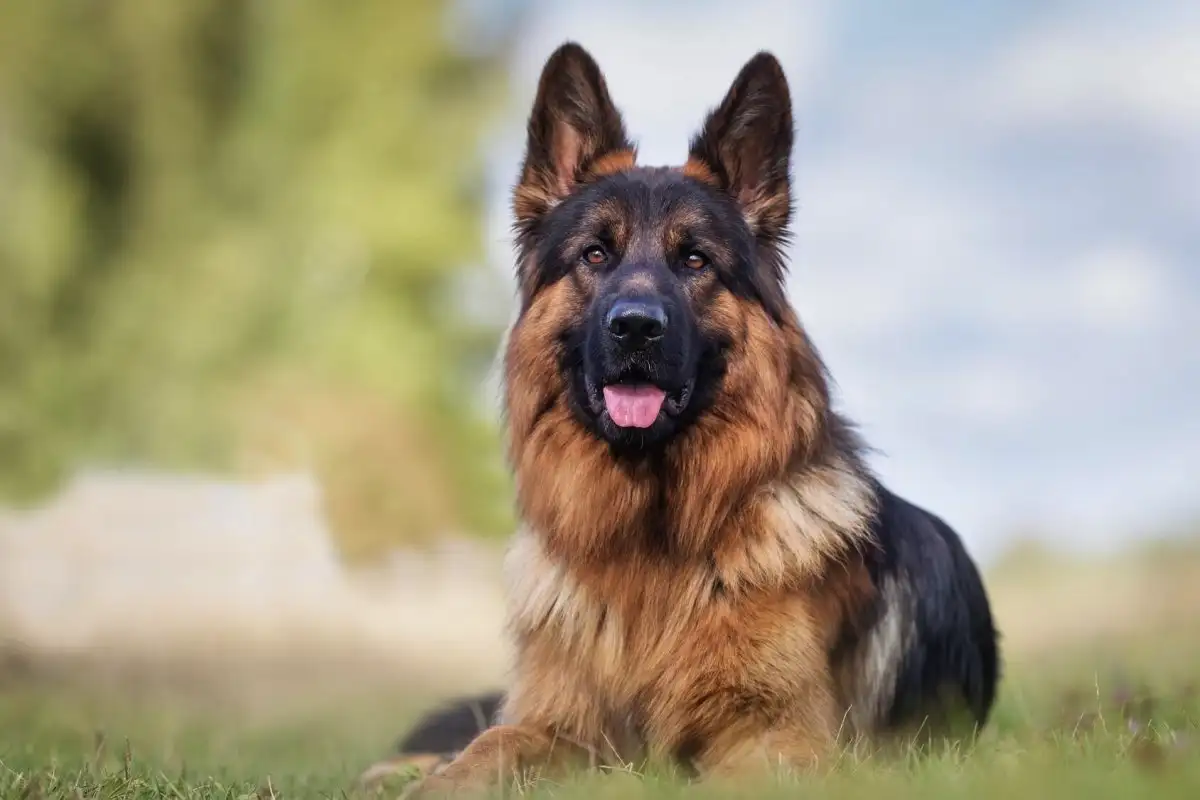 Viiden älykkäimmän koirarodun lista – Border Collie johtaa, Poodle seuraa