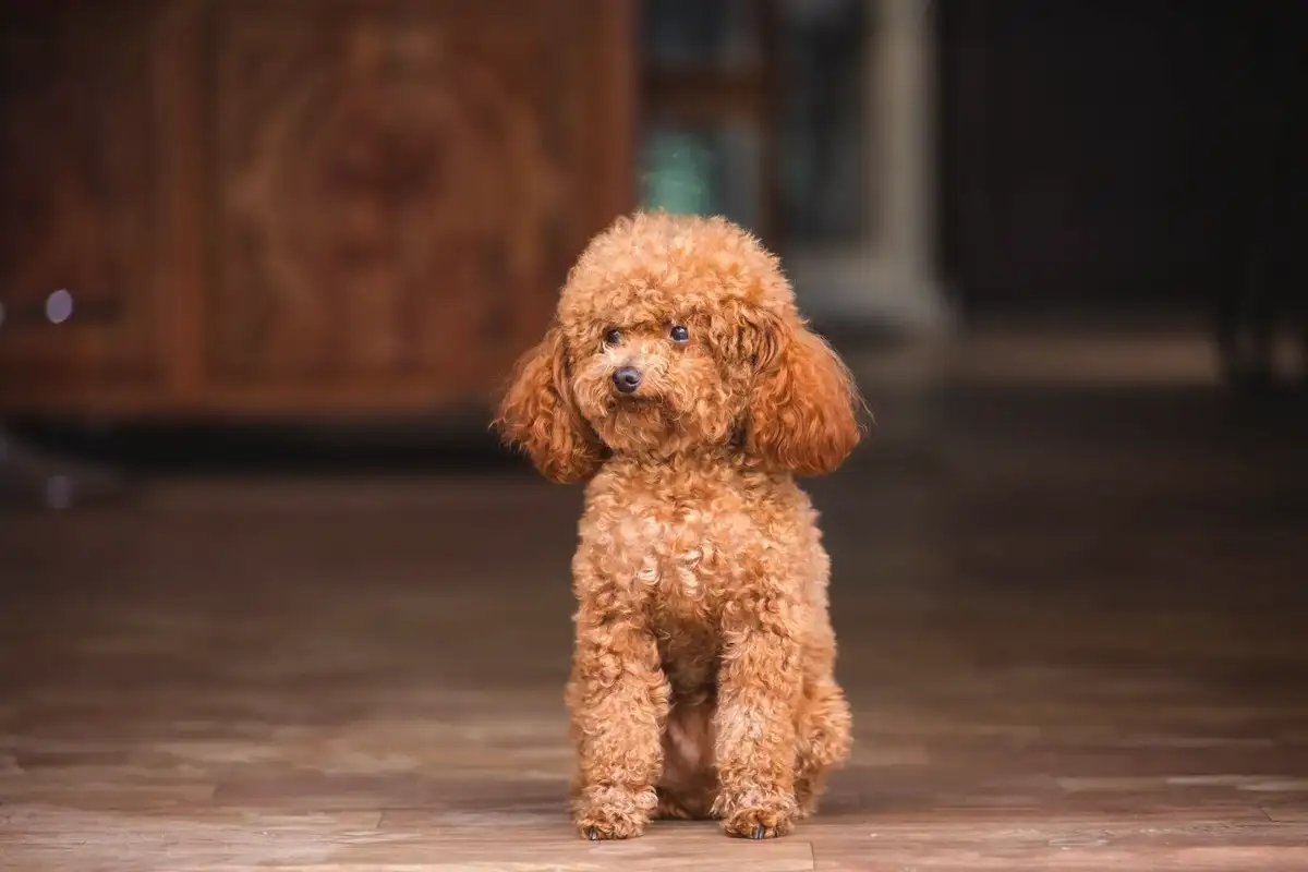 Viiden älykkäimmän koirarodun lista – Border Collie johtaa, Poodle seuraa