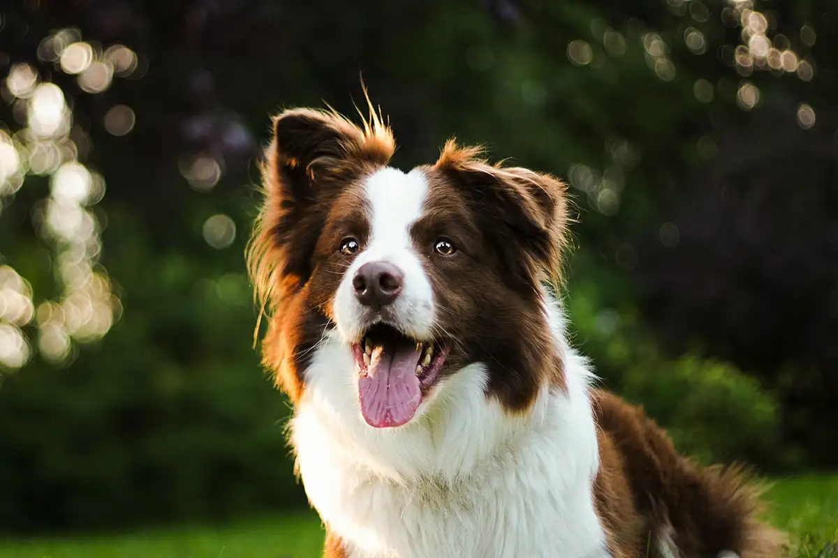 Viiden älykkäimmän koirarodun lista – Border Collie johtaa, Poodle seuraa
