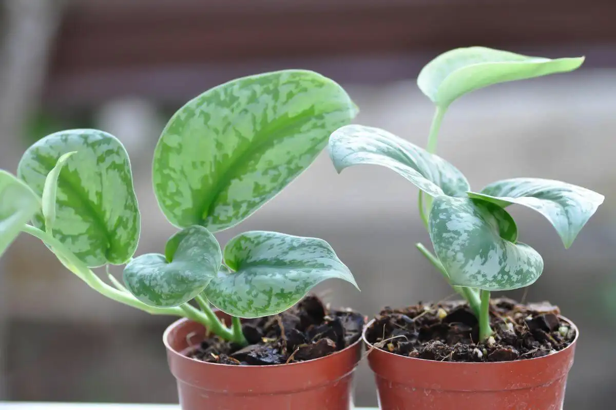 Viisi täydellistä huonekasvia makuuhuoneeseen: kauneutta, puhdasta ilmaa ja parempaa unta – ilman mitään myrkkyjä tai jatkuvaa hoitoa