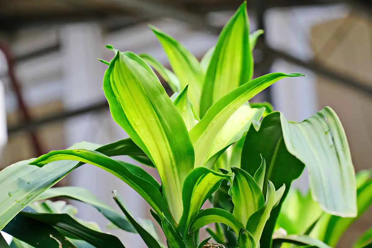 Viisi täydellistä huonekasvia makuuhuoneeseen: kauneutta, puhdasta ilmaa ja parempaa unta – ilman mitään myrkkyjä tai jatkuvaa hoitoa