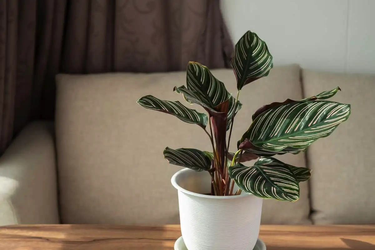 Viisi täydellistä huonekasvia makuuhuoneeseen: kauneutta, puhdasta ilmaa ja parempaa unta – ilman mitään myrkkyjä tai jatkuvaa hoitoa