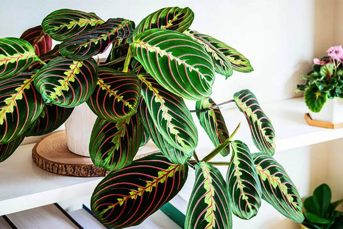 Viisi täydellistä huonekasvia makuuhuoneeseen: kauneutta, puhdasta ilmaa ja parempaa unta – ilman mitään myrkkyjä tai jatkuvaa hoitoa