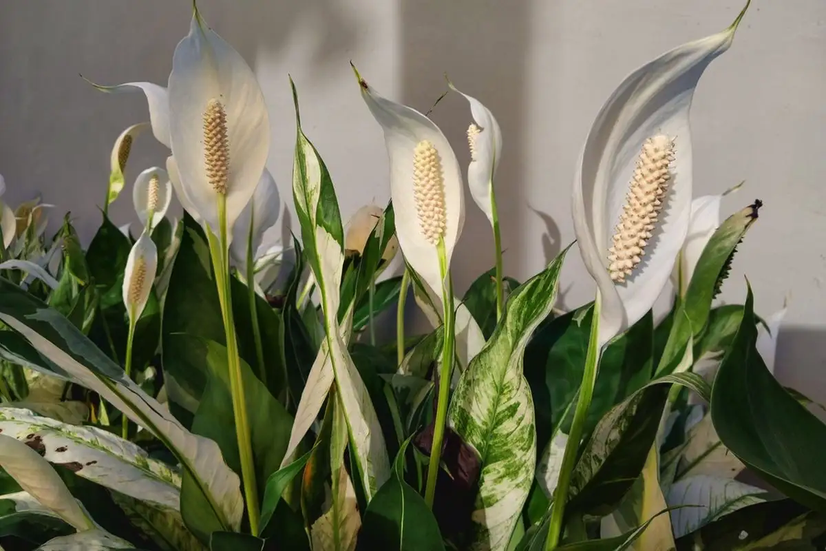 Viisi täydellistä huonekasvia makuuhuoneeseen: kauneutta, puhdasta ilmaa ja parempaa unta – ilman mitään myrkkyjä tai jatkuvaa hoitoa