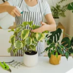 Huonekasvien hoito syksyllä: Näin pidät viherkasvit elinvoimaisina ja terveinä talven yli