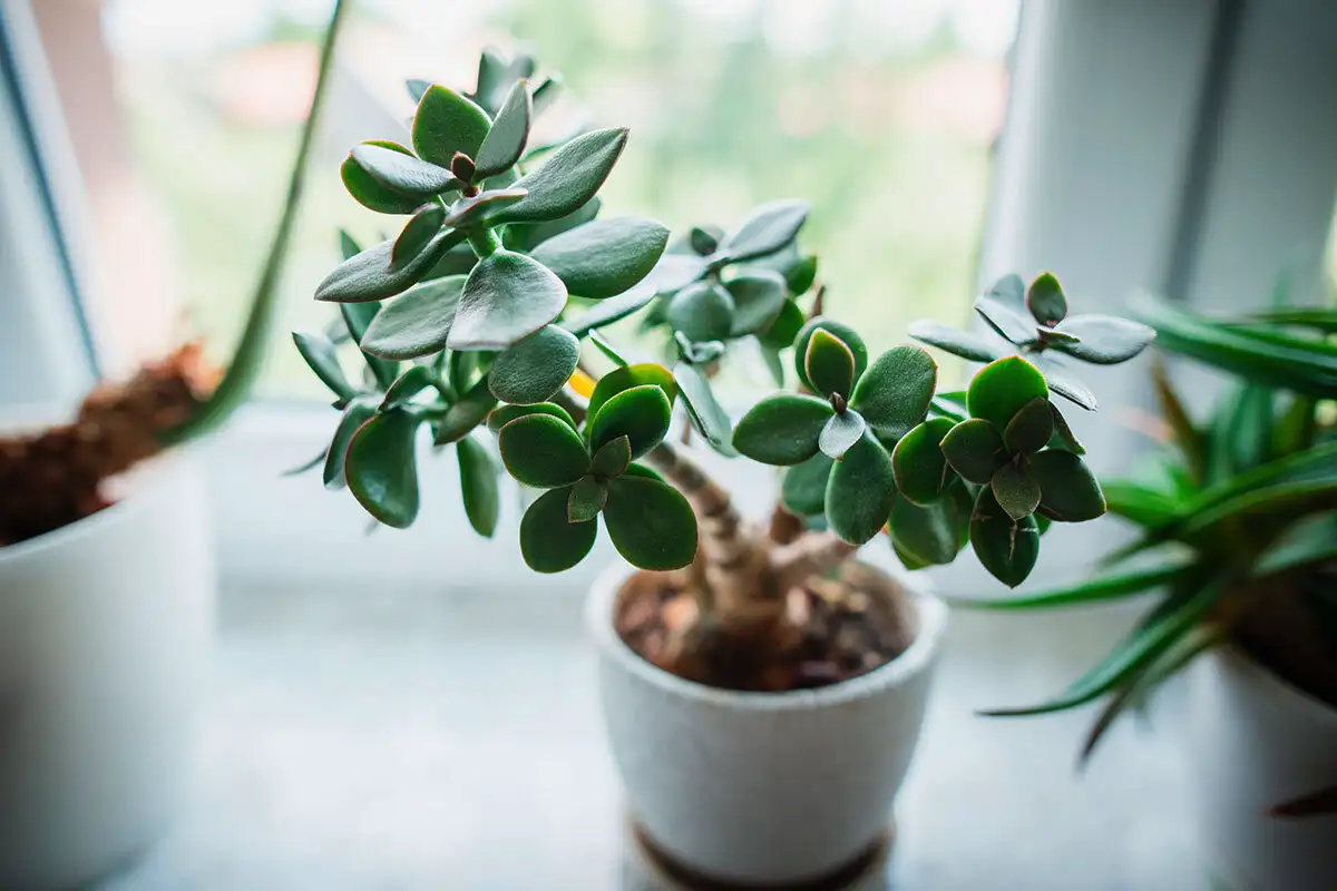Jadepuu (Crassula ovata) – täydellinen kasteluopas kasvukaudella: näin saat sen kukoistamaan ja vältät kaikki sudenkuopat