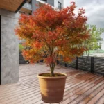 Japaninvaahtera ruukussa: terassisi elävä rahapuu, joka tuo vaurautta, rakkautta ja loputonta onnea vuodesta toiseen