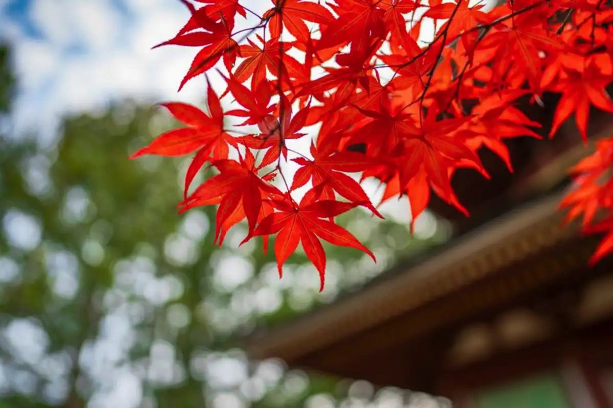Japaninvaahtera ruukussa: terassisi elävä rahapuu, joka tuo vaurautta, rakkautta ja loputonta onnea vuodesta toiseen