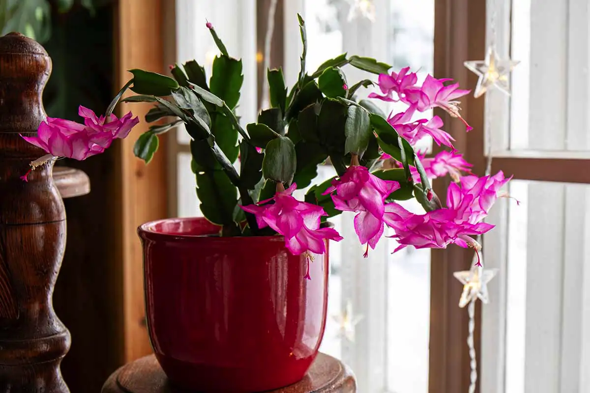Näin saat joulukaktus kukkimaan upeasti: parhaat vinkit