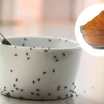 Kaneli karkottaa pienet muurahaiset keittiöstä – ikuinen ratkaisu luonnollisesti