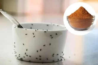 Kaneli karkottaa pienet muurahaiset keittiöstä – ikuinen ratkaisu luonnollisesti
