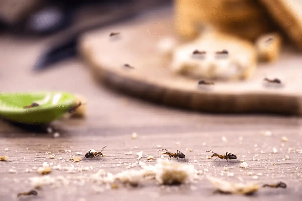 Kaneli karkottaa pienet muurahaiset keittiöstä – ikuinen ratkaisu luonnollisesti