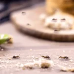 Miten karkottaa muurahaiset keittiöstä pelkällä liidulla – täydellinen kotikonsti, joka muuttaa kesän täysin rauhalliseksi