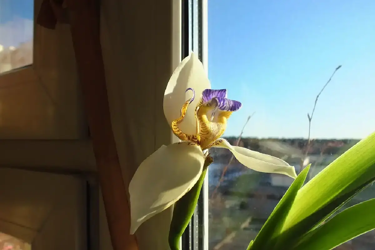 Kasvit jotka poistavat kosteutta seinistä jopa vuorokaudessa – nämä neljä tuntematonta sankaria tekevät sen paremmin kuin sansevieria tai peikonlehti