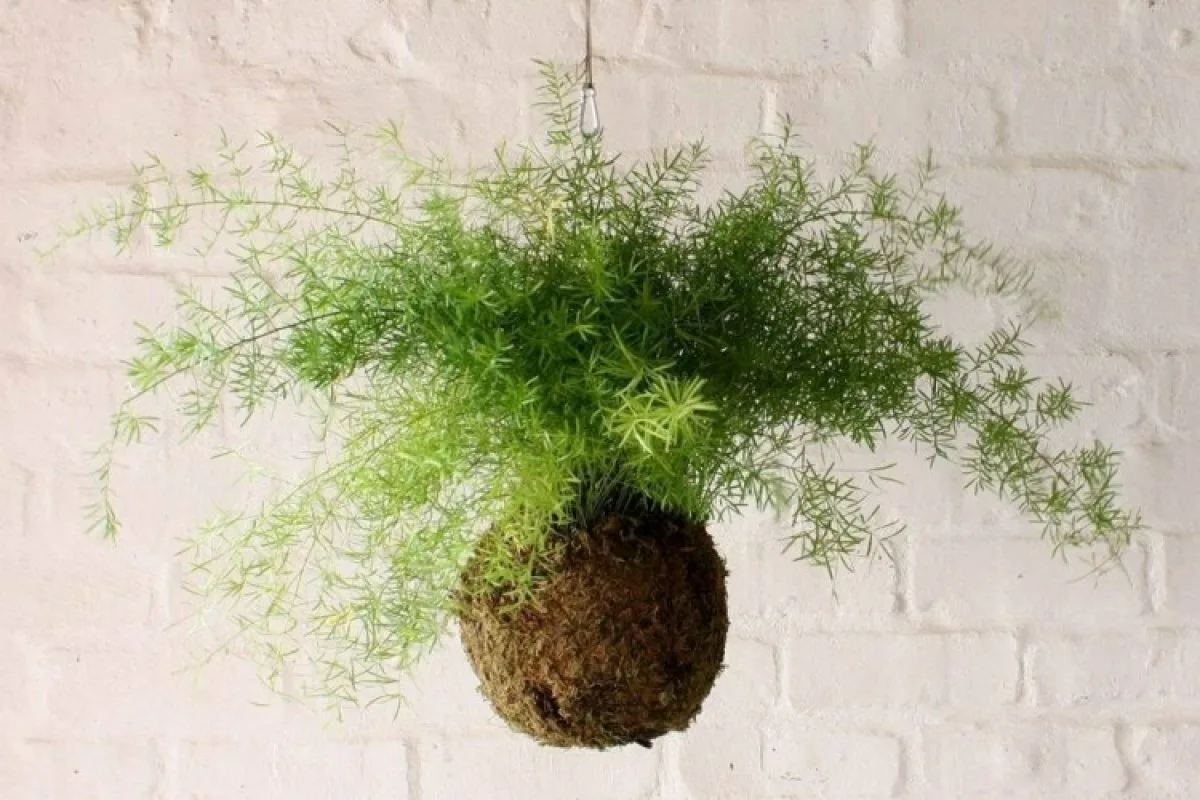 Kasvit jotka poistavat kosteutta seinistä jopa vuorokaudessa – nämä neljä tuntematonta sankaria tekevät sen paremmin kuin sansevieria tai peikonlehti