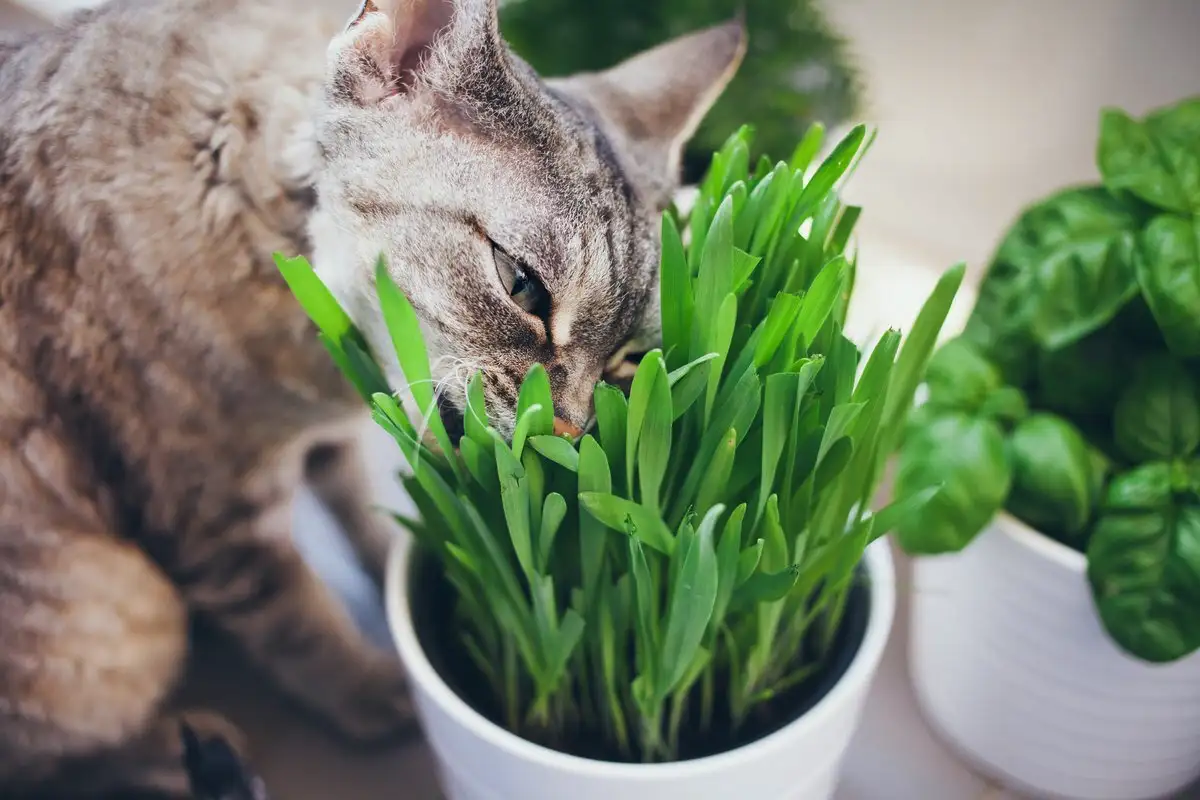 Kolme täysin kissa turvallista huonekasvia, jotka saavat kissasi rakastumaan vihersisustukseen – ja sinutkin