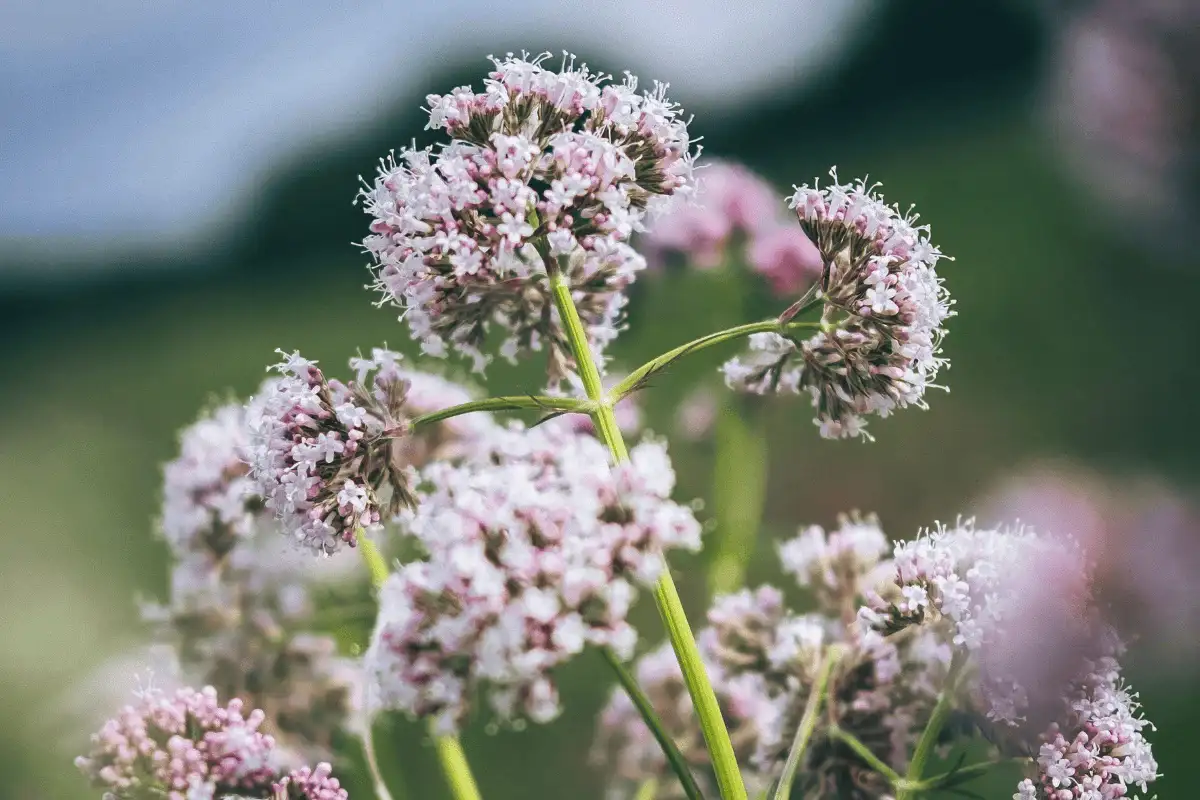 Kolme täysin kissa turvallista huonekasvia, jotka saavat kissasi rakastumaan vihersisustukseen – ja sinutkin