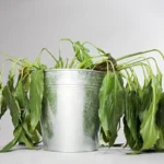 Yksinkertainen kolmen aineen ihmeseos, joka herättää kuivuneet huonekasvit henkiin 24 tunnissa – ja kaikki ainekset löytyvät jo kaapistasi