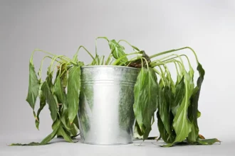 Yksinkertainen kolmen aineen ihmeseos, joka herättää kuivuneet huonekasvit henkiin 24 tunnissa – ja kaikki ainekset löytyvät jo kaapistasi