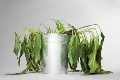 Yksinkertainen kolmen aineen ihmeseos, joka herättää kuivuneet huonekasvit henkiin 24 tunnissa – ja kaikki ainekset löytyvät jo kaapistasi