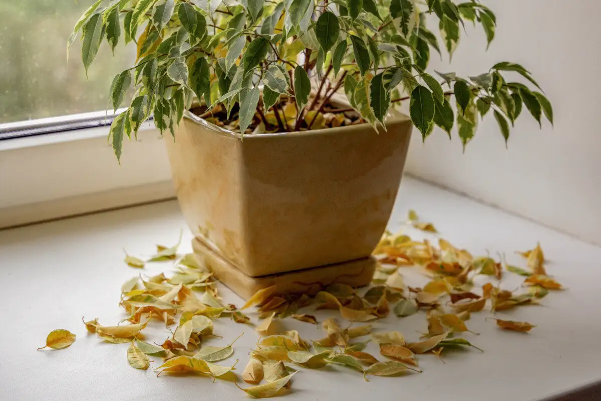 Yksinkertainen kolmen aineen ihmeseos, joka herättää kuivuneet huonekasvit henkiin 24 tunnissa – ja kaikki ainekset löytyvät jo kaapistasi