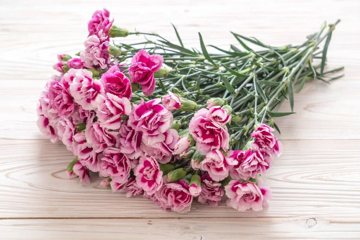 Näitä kukkia ei kannata ikinä antaa lahjaksi – vaikka ne olisivat miten upeita tahansa: energia kääntyy vastaan ja voi tuoda vakavaa epäonnea