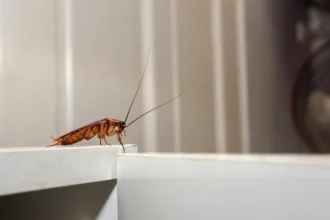 Laakerinlehti karkottaa torakat keittiöstä – ikuinen luonnollinen ratkaisu