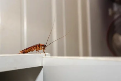 Laakerinlehti karkottaa torakat keittiöstä – ikuinen luonnollinen ratkaisu