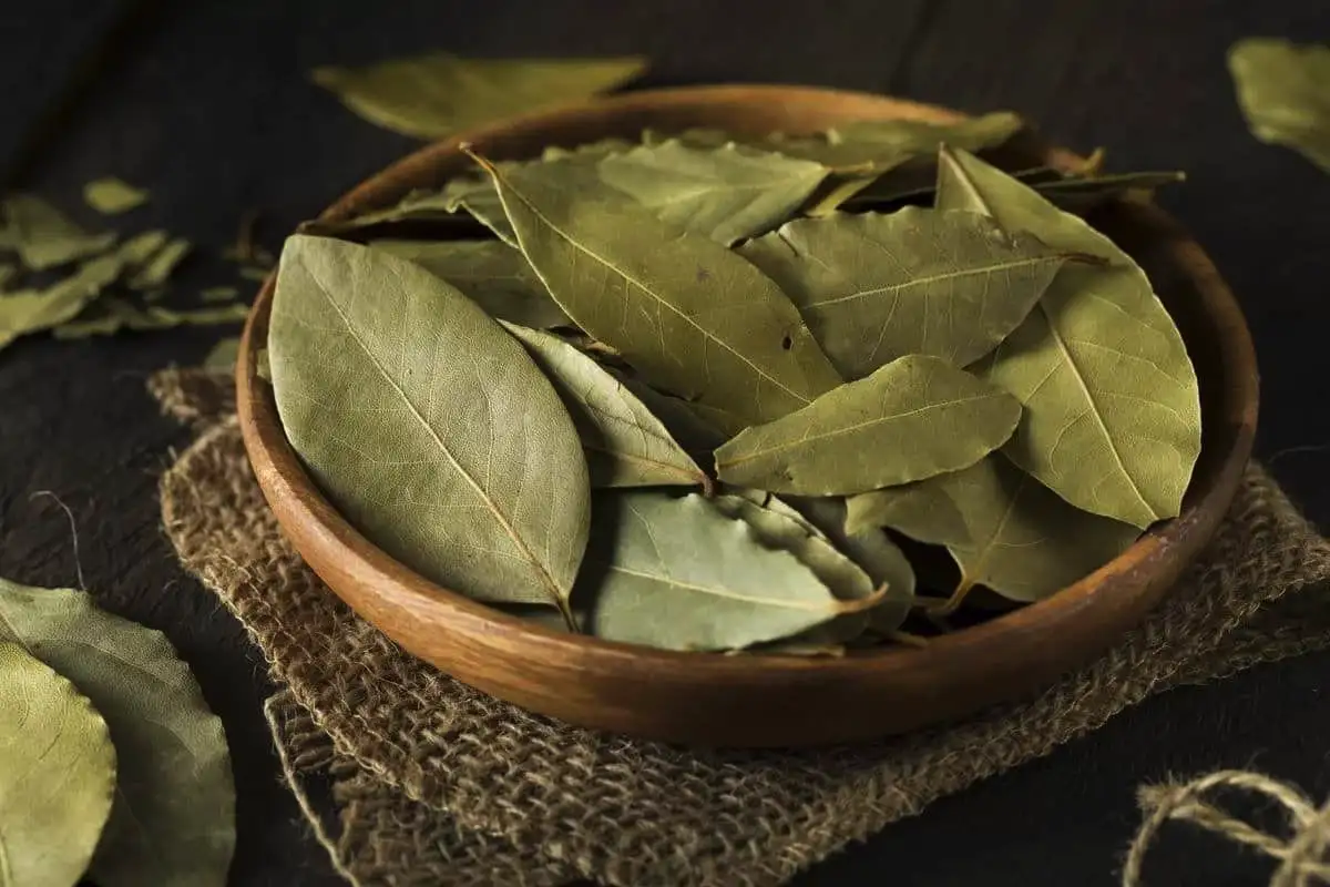 Laakerinlehti karkottaa torakat keittiöstä – ikuinen luonnollinen ratkaisu