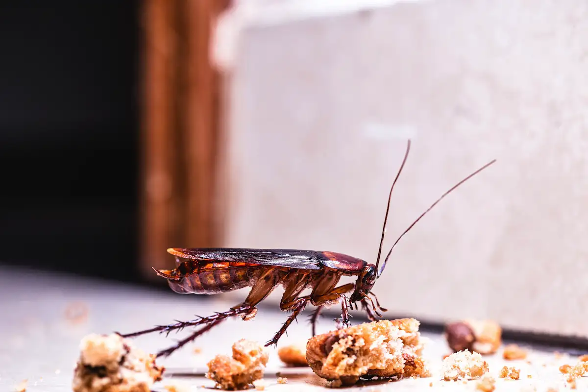 Laakerinlehti karkottaa torakat keittiöstä – ikuinen luonnollinen ratkaisu