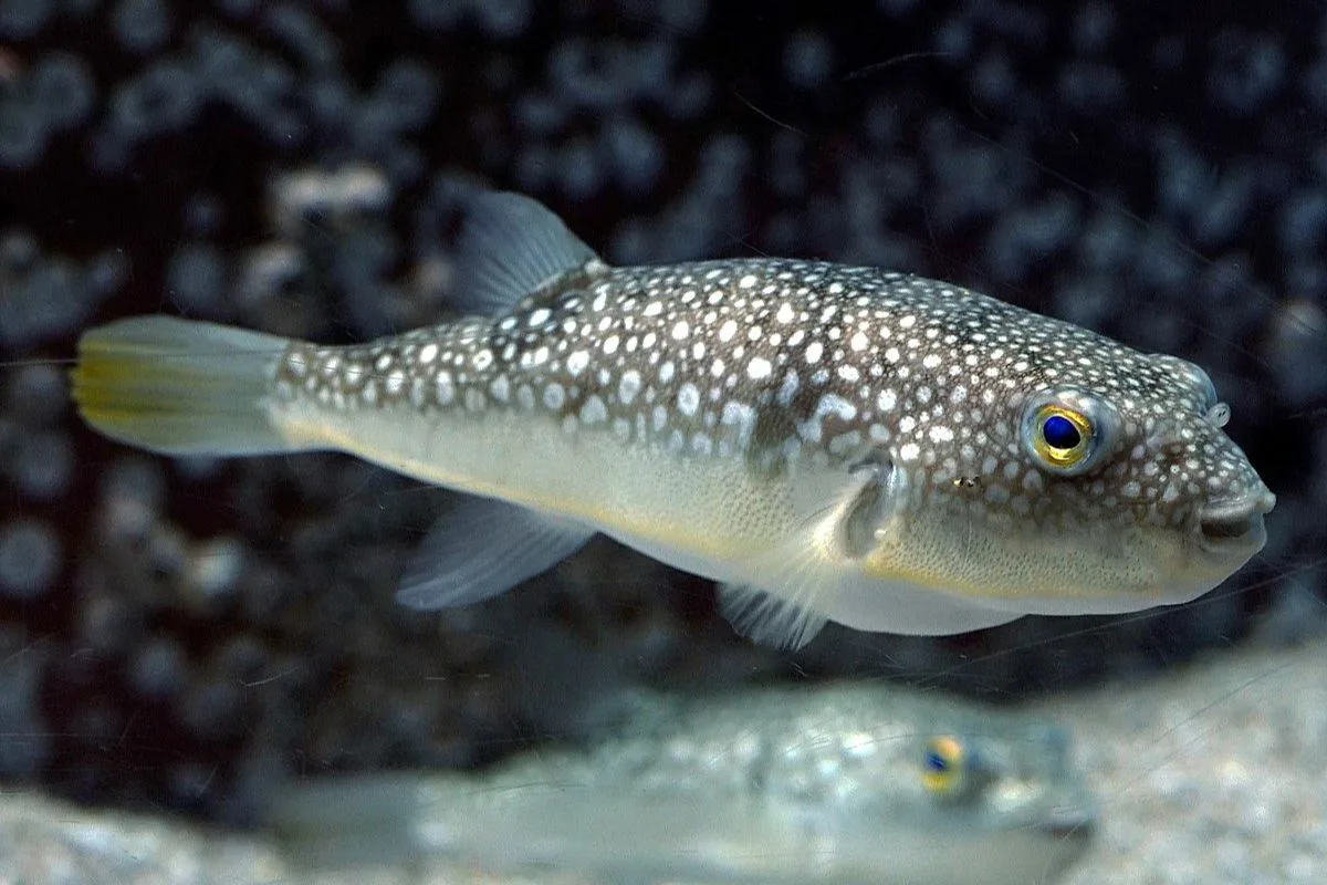 Maailman myrkyllisimmät kalat: Ei vain fugu – top 6 vaarallista lajia meressä