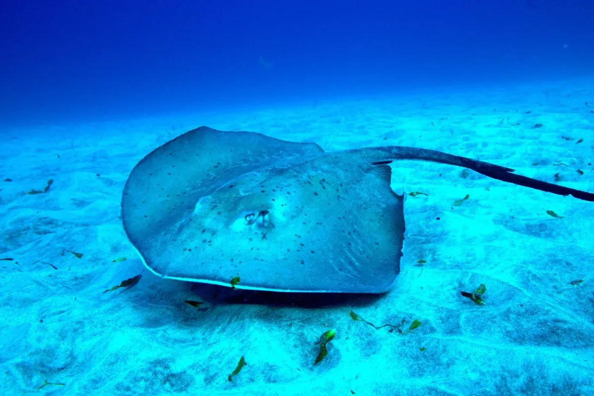 Maailman myrkyllisimmät kalat: Ei vain fugu – top 6 vaarallista lajia meressä