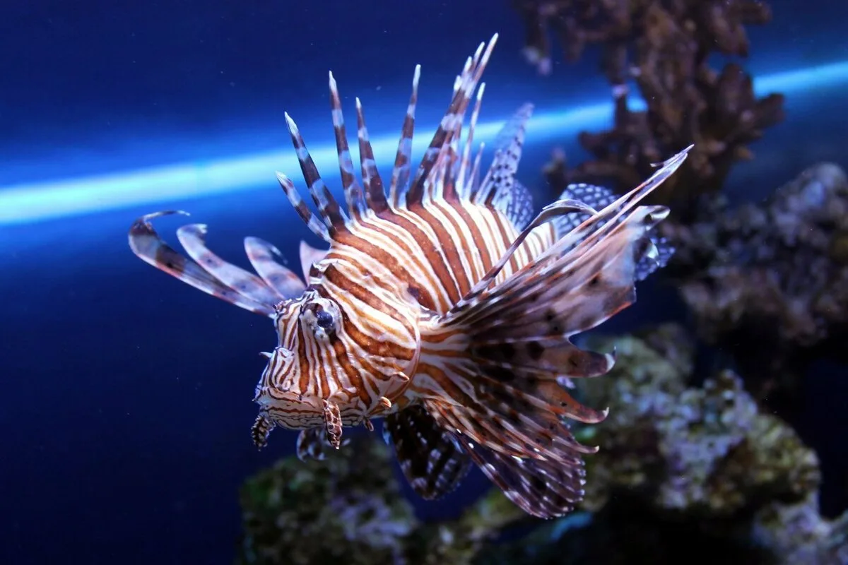 Maailman myrkyllisimmät kalat: Ei vain fugu – top 6 vaarallista lajia meressä