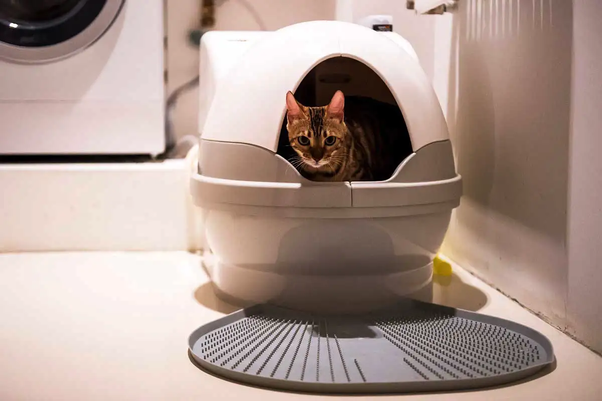Miksi suihkuta etikkaa kissan hiekkalaatikkoon – luonnollinen salaisuus puhtaaseen kotiin