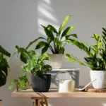 Muratti ja viherlilja – ainoat huonekasvit, jotka oikeasti kuivattavat seinät ja tappavat homeen ilman remonttia