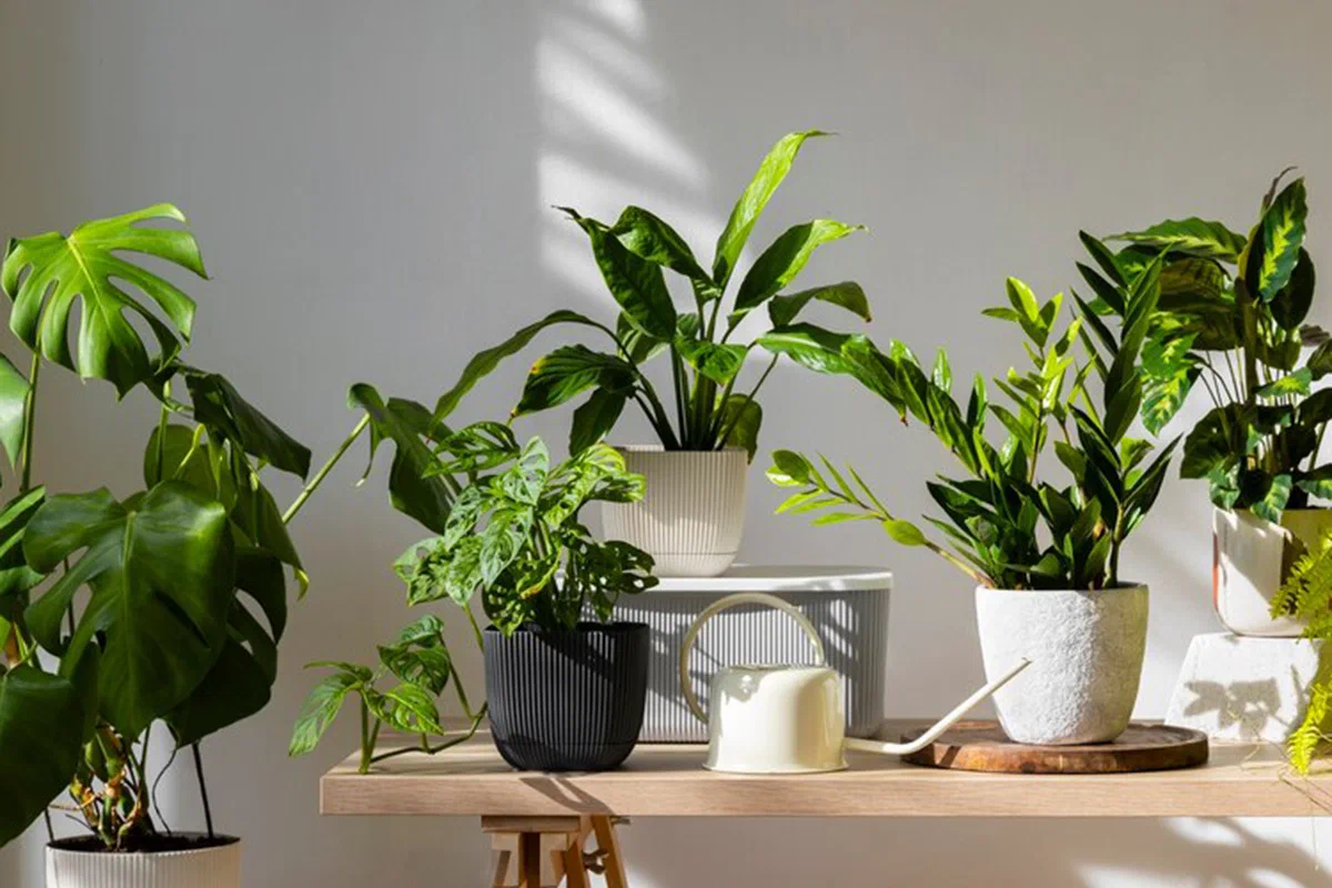 Muratti ja viherlilja – ainoat huonekasvit, jotka oikeasti kuivattavat seinät ja tappavat homeen ilman remonttia