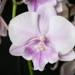 Phalaenopsis marraskuussa: näin hoidat sitä juuri nyt, jotta keväällä kukinta räjähtää käyntiin