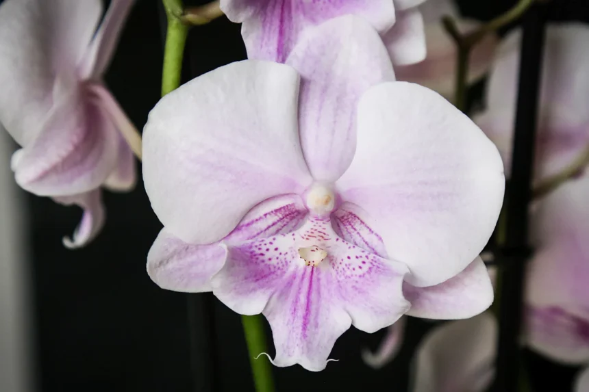 Phalaenopsis marraskuussa: näin hoidat sitä juuri nyt, jotta keväällä kukinta räjähtää käyntiin