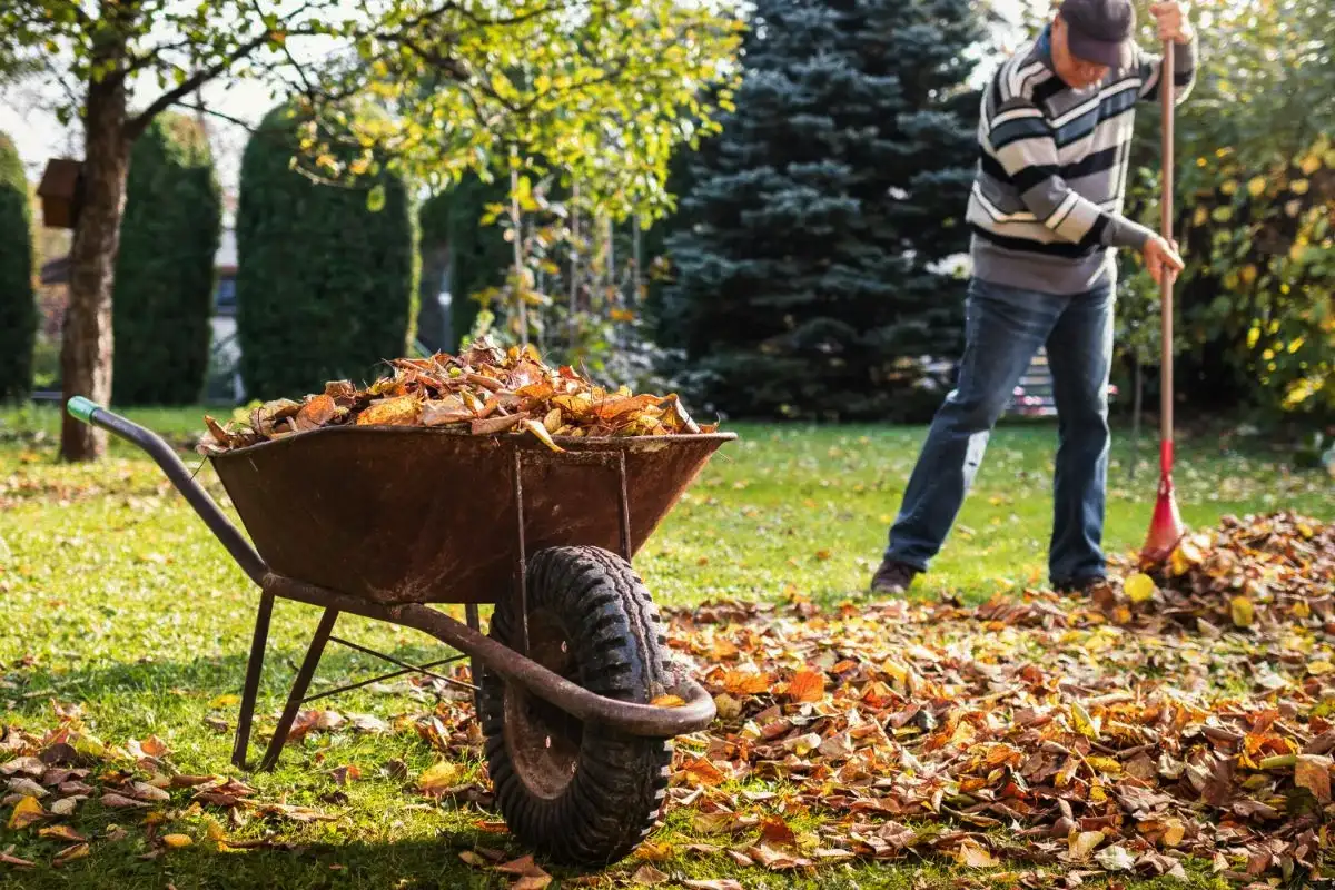 Pudonneet lehdet puutarhassa – anna niiden olla ja näe ihme