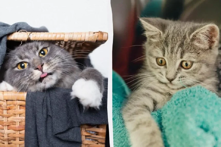 Miksi kissat eivät voi vastustaa puhtaita pyykkejä – eläinlääkärit paljastavat 4 todellista syytä, ja se on paljon suloisempaa kuin luulet