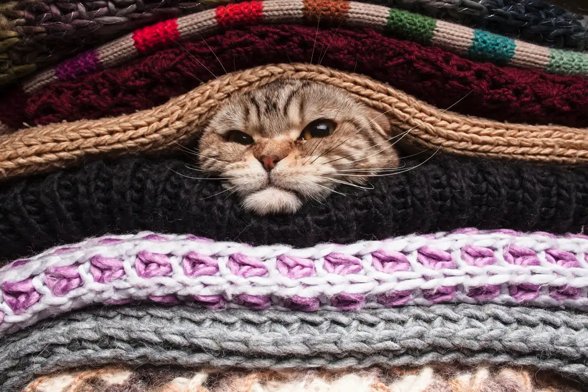 Miksi kissat eivät voi vastustaa puhtaita pyykkejä – eläinlääkärit paljastavat 4 todellista syytä, ja se on paljon suloisempaa kuin luulet